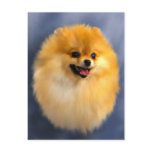 Pomeranian Portrait Postcard