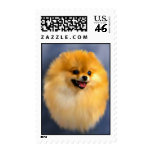 Pomeranian Portrait Stamps