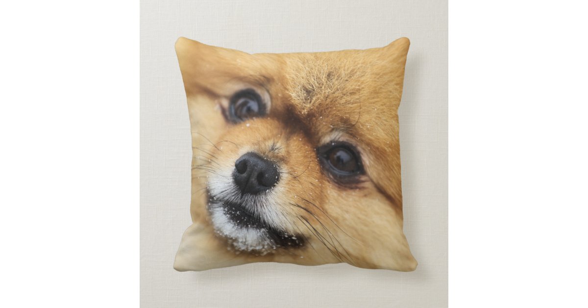 pomeranian pillow