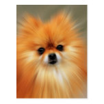Pomeranian Post Cards
