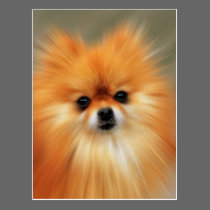 Pomeranian postcards