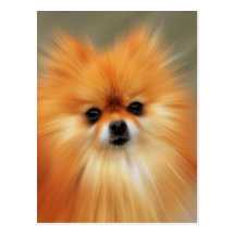 Pomeranian Post Cards