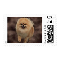 Pomeranian Postage Stamp