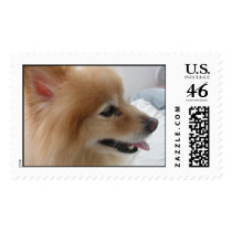 Pomeranian Postage