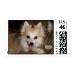 Pomeranian postage