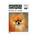 Pomeranian Postage Stamp