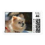 Pomeranian postage