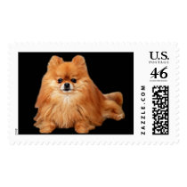 Pomeranian Postage Stamp