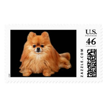 Pomeranian Postage Stamp