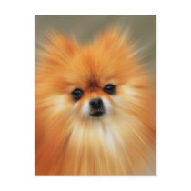 Pomeranian postcards by beverlytazangel Pomeranian postcards