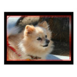 Pomeranian postcard
