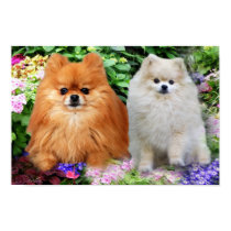 Pomeranian Poster posters by normagolden Pomeranian Poster posters