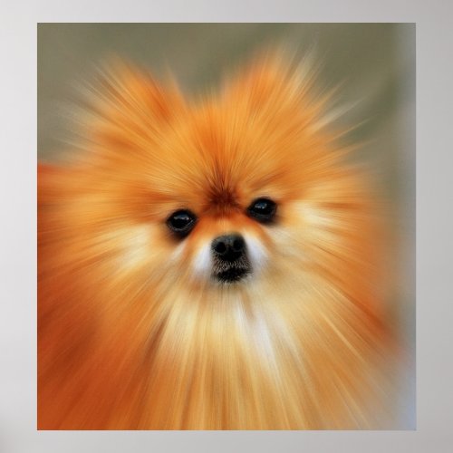 Pomeranian print