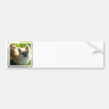 Pomeranian Puppies Bumper Sticker