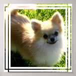 Pomeranian Puppies Print