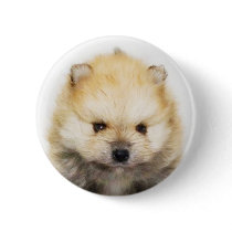 Pomeranian puppy button by ritmoboxer Pomeranian puppy button
