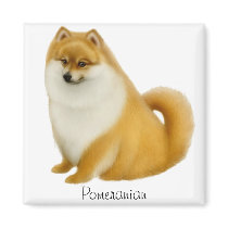 Pomeranian Puppy Magnet
