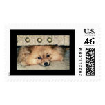 Pomeranian Puppy postage