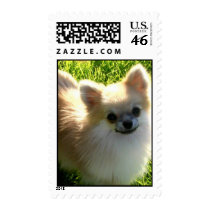 Pomeranian Puppy Postage Stamp