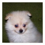 pomeranian Puppy pomeranian Puppy