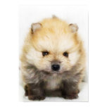 Pomeranian puppy poster Pomeranian puppy poster