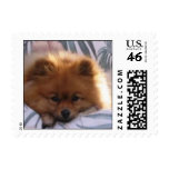 Pomeranian Stamp