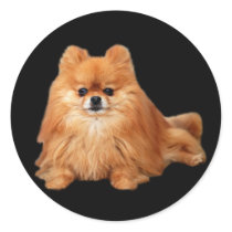 Pomeranian Sticker by normagolden Pomeranian Sticker