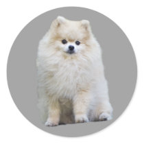 Pomeranian Sticker by normagolden Pomeranian Sticker