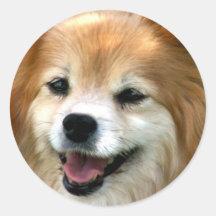 Pomeranian Sticker