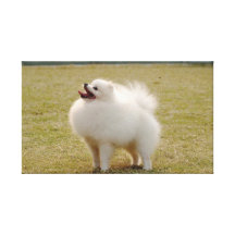 Pomeranian   Stretched Canvas Print