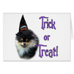 Pomeranian Trick Pomeranian Trick