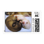 Pomeranians Stamp