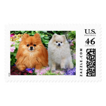 Pomeranians Postage Stamp