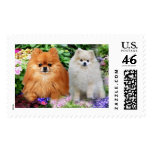 Pomeranians Postage Stamp