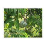 Pomme Cannelle - Martinique, FWI Post Card
