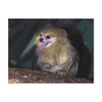 Pomonkey postcard