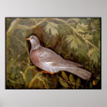 POMPEII COLLECTION / DOVE IN THE GARDEN POSTERS