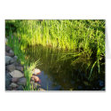 Pond #1 cards