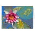 Pond Lily, cards