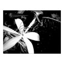 Pond Lily posters by calliegordon Pond Lily posters