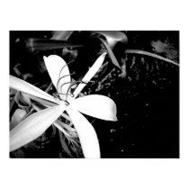 Pond Lily posters