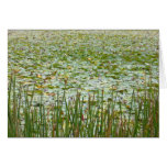 pond plants cards