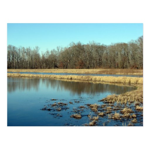Pond Post Cards
