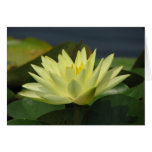 Pond Series Card