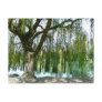 Pond through the Weeping Willow Tree Post Card