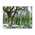 Pond through the Weeping Willow Tree Post Card