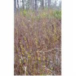 Pondberry, Lindera melissifolia habitat Acrylic Cut Outs