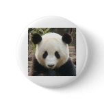 Pondering Panda Pinback Buttons