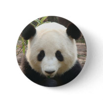Pondering Panda Pinback Buttons