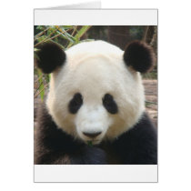 Pondering Panda cards